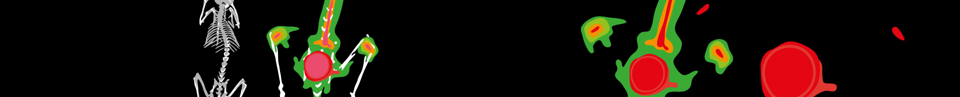 Slikanje in vivo Slikanje in vivo